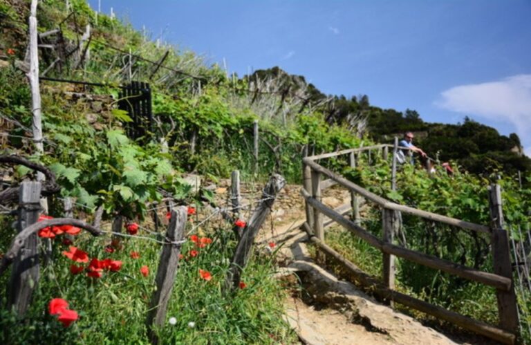 Cinque Terre: Private Day Trip From Florence With Lunch
