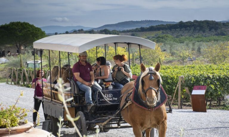 From Florence: Maremma Private Wine Tour and Suvereto