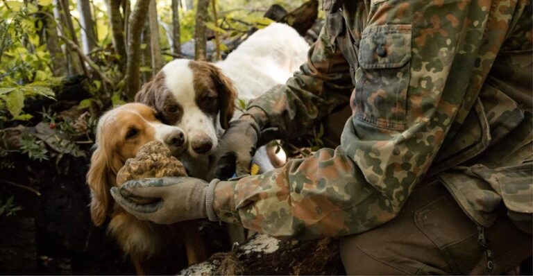 Truffle Hunting in Tuscany With Lunch in the Cellar