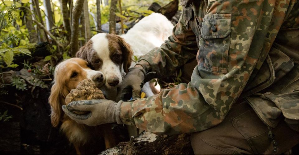 Truffle Hunting in Tuscany With Lunch in the Cellar - Activity Overview