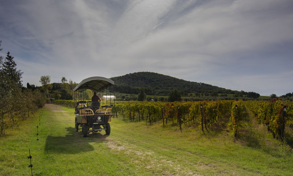 From Florence: Maremma Private Wine Tour and Suvereto - Pricing and Cancellation