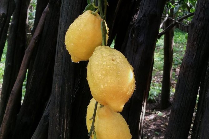 Cheese, WINE OIL and LEMON TOUR Food and Walking in Sorrento - Inclusions