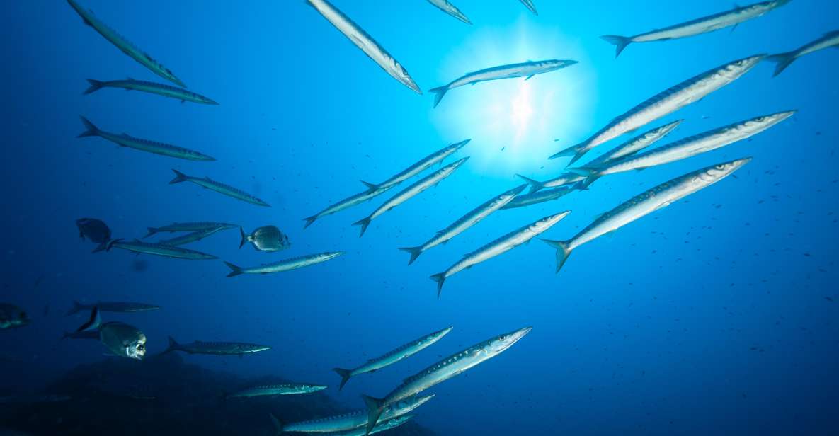 MARINA DI CAMPO: DIVING ON THE ISLAND OF ELBA AND PIANOSA - Inclusions