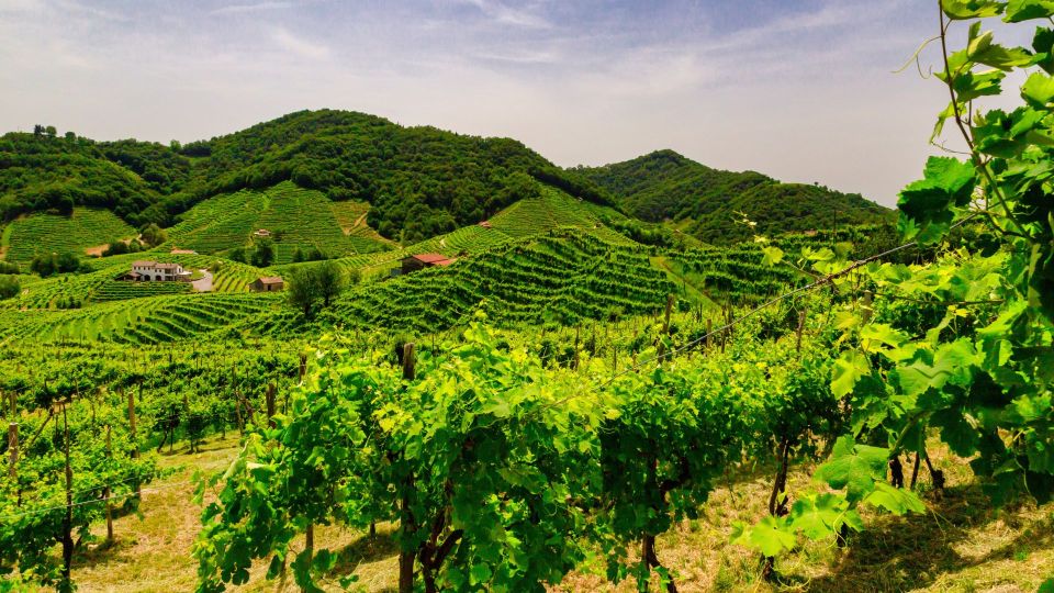 Private Tour From Venice to Hill of Prosecco - Experience Highlights