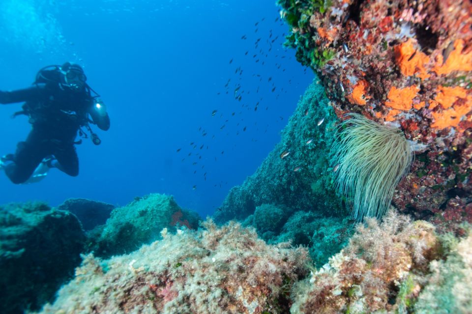 MARINA DI CAMPO: DIVING ON THE ISLAND OF ELBA AND PIANOSA - Booking Information