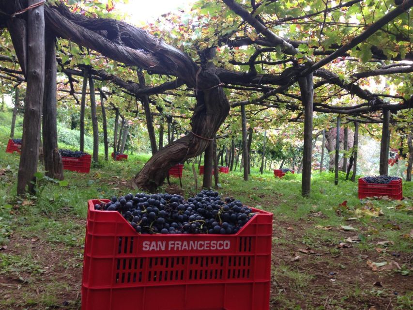 Mountains and Vineyards: the Secrets of the Coast in Calesse - Inclusions