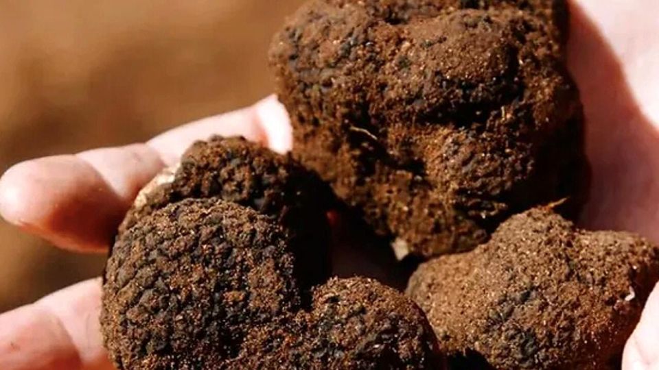 Truffle Hunting in Tuscany With Lunch in the Cellar - Experience Highlights