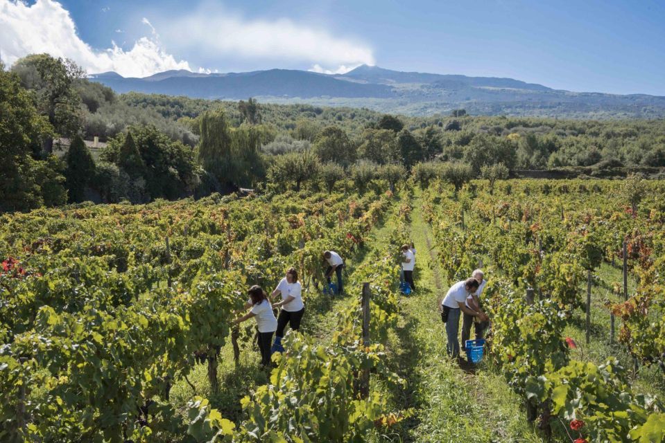 Day Tour to Etna Volcano, Winery and Taormina From Catania - Customer Review