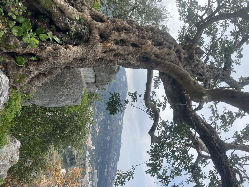 Sorrento: From the Hills to the Sea Hiking Tour - Important Reservation Information