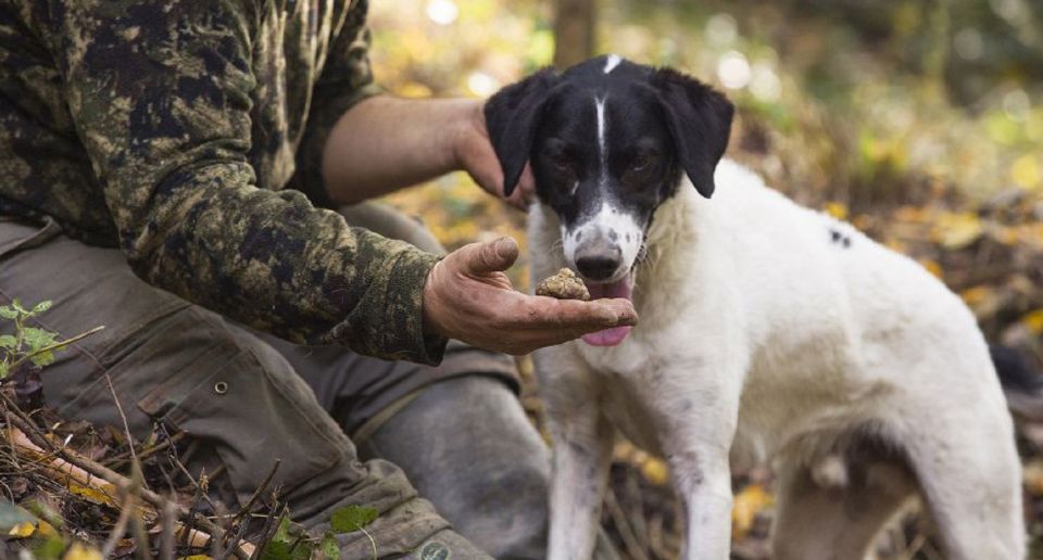 Tuscany: Truffle Hunting and Meal at a Winery - Directions for Joining the Tour