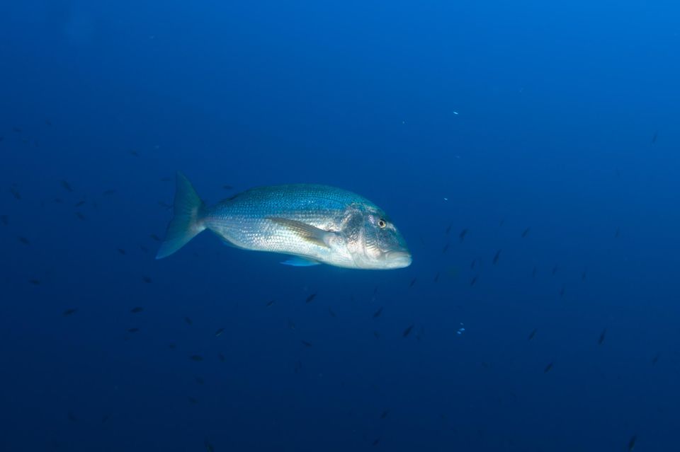 MARINA DI CAMPO: DIVING ON THE ISLAND OF ELBA AND PIANOSA - Final Words