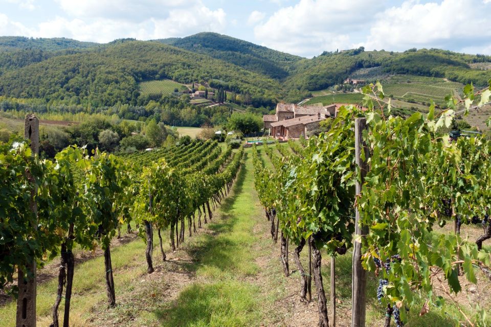 From Florence: Private Wine Tasting Tour in Chianti - Just The Basics