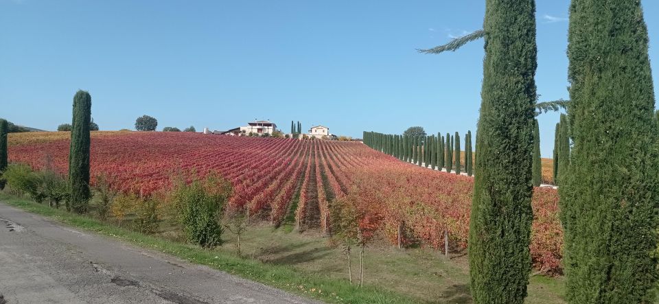 Montefalco and Bevagna Wine Tasting Full-Day Tour - Just The Basics