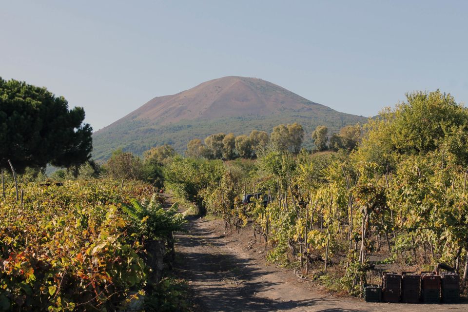 Naples: Vesuvius, Pompeii, and Vineyards Tour - Just The Basics