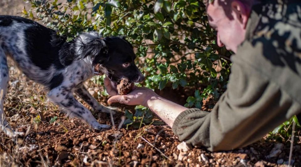 Truffle Hunting in Tuscany With Lunch in the Cellar - Just The Basics