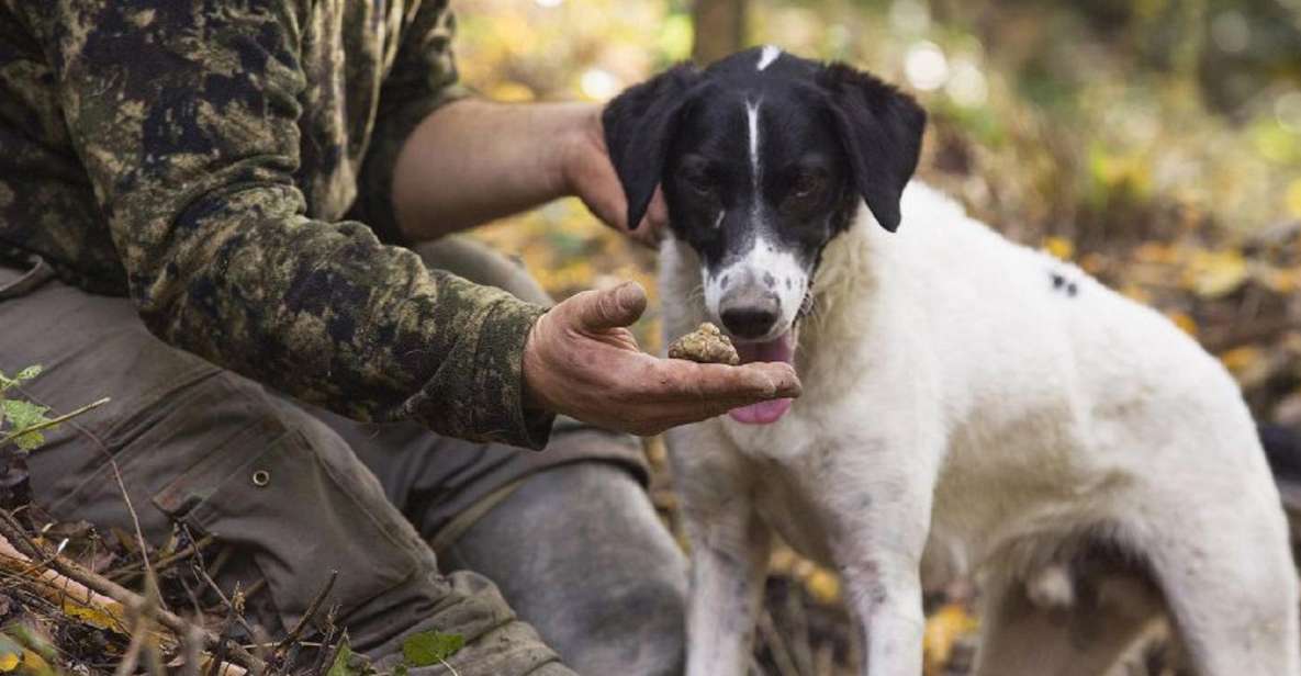 Tuscany: Truffle Hunting and Meal at a Winery - Just The Basics