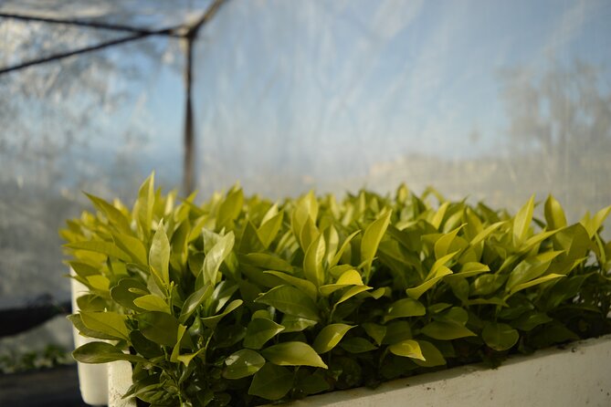 Discovery Tour of Sorrento Lemon in Massa Lubrense