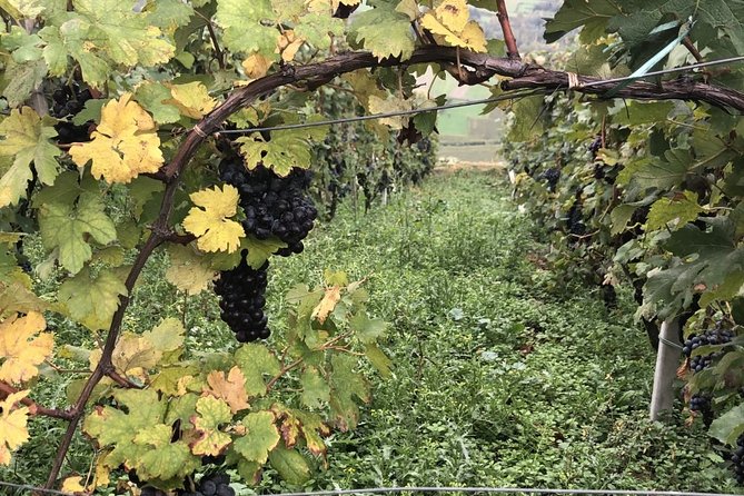 Lake Como & UNESCO Dry-stone Walls Vineyards