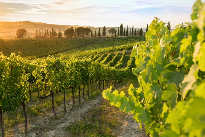 Montalcino: Brunello Wine Tasting Experience