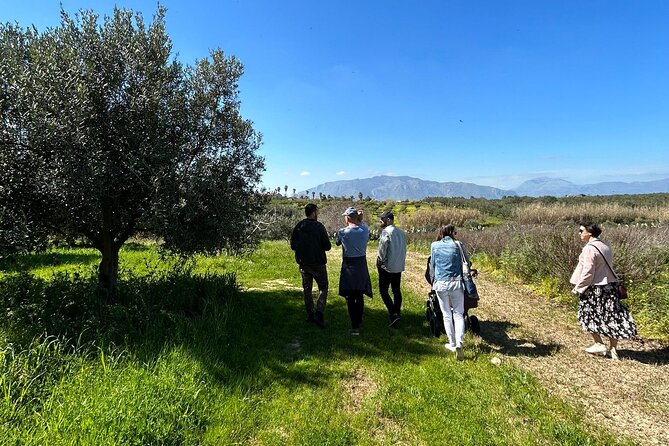 Olive Grove Tour With Wine & Olive Oil Tasting in Balestrate