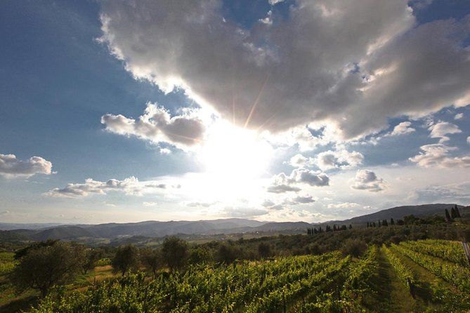 Organic Winery Tour and Tasting in Tuscany Chianti Hills