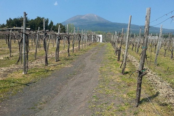 Pompeii-Vesuvius-Wine Tour From Sorrento, Licensed Guide Included