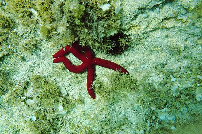 Snorkeling in Ustica (Observation of Marine Flora and Fauna)