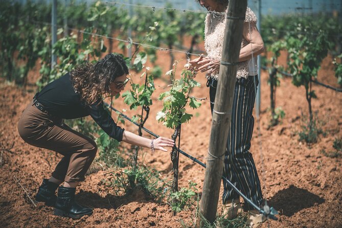 Wines and Typical Products in the Lands of Frederick II