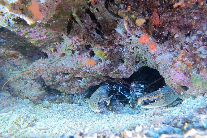 Double Dive in the Capo Carbonara Marine Protected Area, for Patents. - Location Information