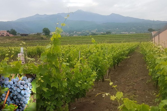 Etna Trekking and Wine Tasting - Location and Pickup Details