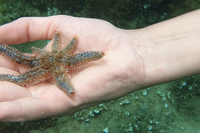 Snorkeling in Ustica (Observation of Marine Flora and Fauna) - Pickup Information