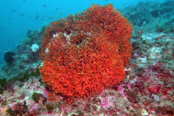 Snorkeling Tour Around the Isola Bella Nature Reserve - Inclusions