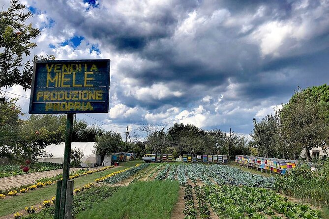 Bike Tour With Honey and Artichokes on Sant'erasmo Island - Pricing and Reservation