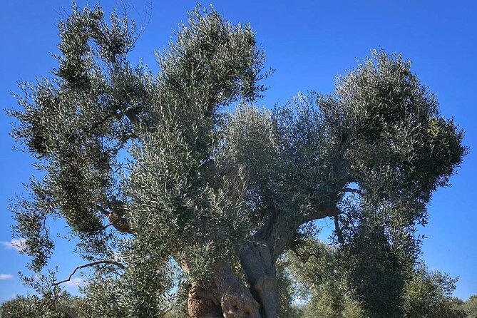 Day Tour of Bari, Alberobello, Matera - Tour Details and Pricing