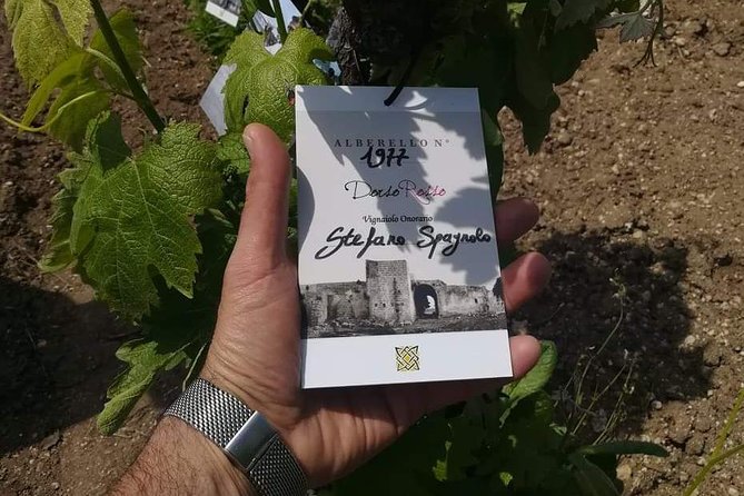 Discover the Best Cellars of Salento - Reviews and Ratings