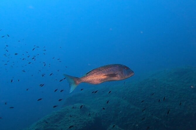 Double Dive in the Capo Carbonara Marine Protected Area, for Patents. - Pickup and Meeting Point