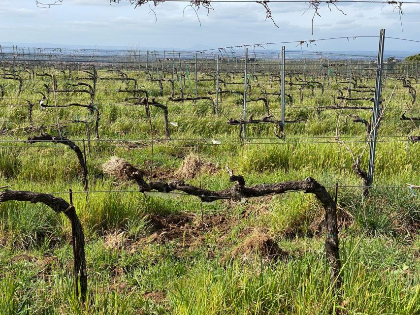 Frascati: Tour in E-Bike With Wine Tasting - Language Options and Group Size