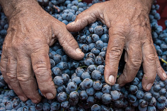 Montalcino: Brunello Wine Tasting Experience - Additional Information and Tips