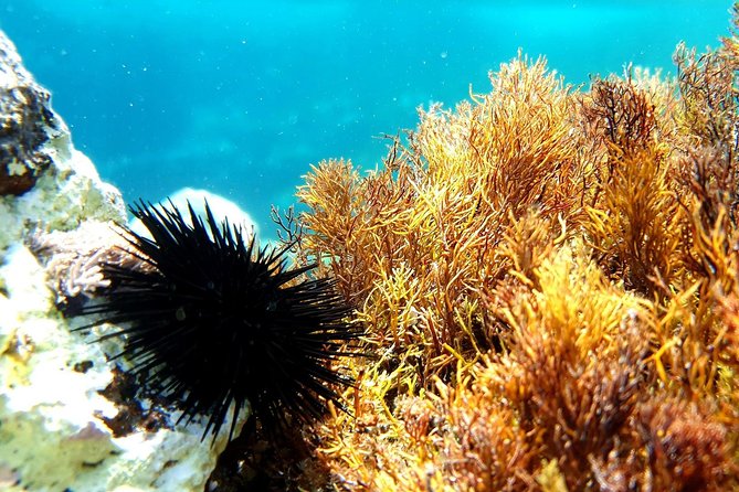 Snorkeling in Ustica (Observation of Marine Flora and Fauna) - Additional Information