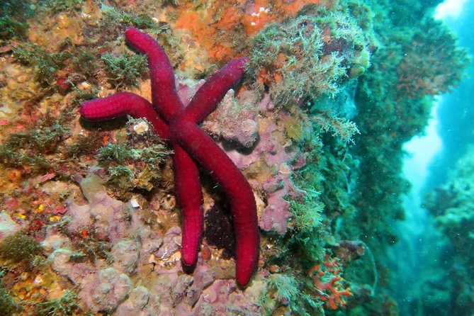 Snorkeling Tour Around the Isola Bella Nature Reserve - Meeting Point