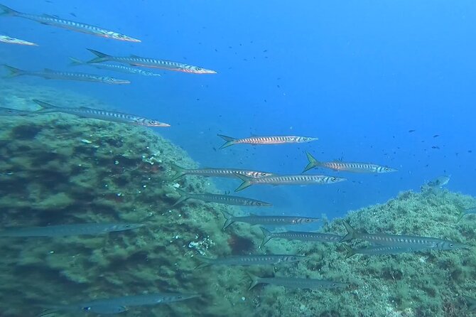 Double Dive in the Capo Carbonara Marine Protected Area, for Patents. - Booking Details