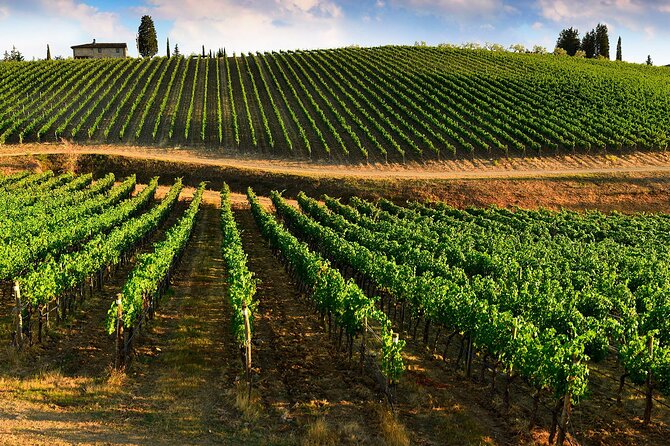 Wine Tasting in TWO Family Wineries Around Florence - Inclusions Provided