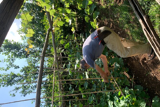 Amalfi Coast - Maiori: Path of Lemons, Tour With Tasting - Local Guides and Instructors