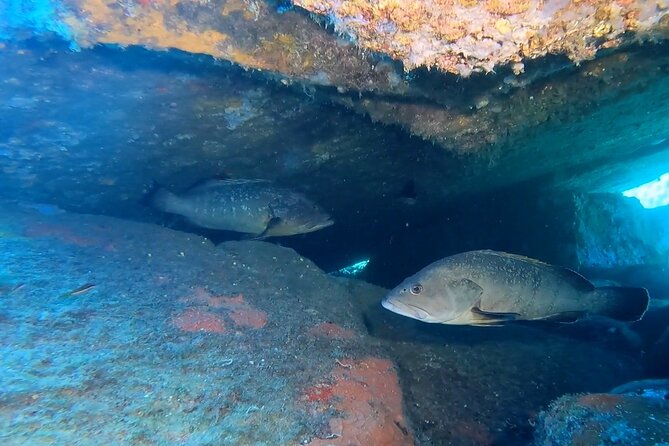 Double Dive in the Capo Carbonara Marine Protected Area, for Patents. - Cancellation Policy