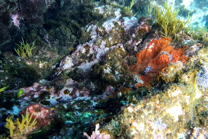 Snorkeling in Ustica (Observation of Marine Flora and Fauna) - Operator Information