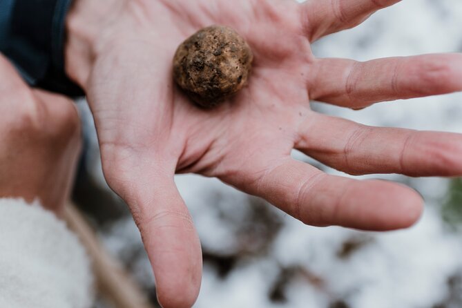 Truffle Hunting and Barolo Tasting Tour in the Alba Area - Barolo Wine Tasting