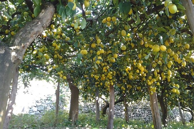 Amalfi Coast - Maiori: Path of Lemons, Tour With Tasting - Lemon Grove Visits