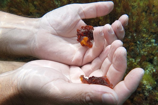 Snorkeling in Ustica (Observation of Marine Flora and Fauna) - Weather Considerations