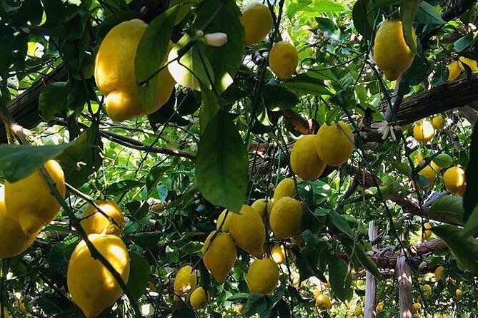 Walking Tour From Minori to Maiori Along the Path of the Lemons - Start Point