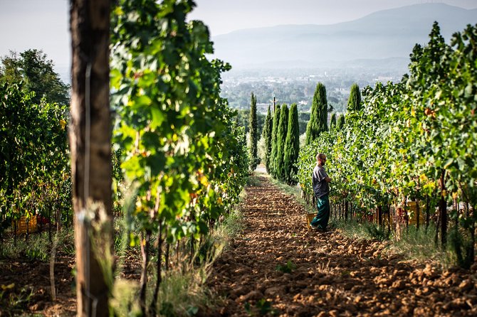 Wine and Olive Oil Tasting & Farm Tour - Customer Reviews